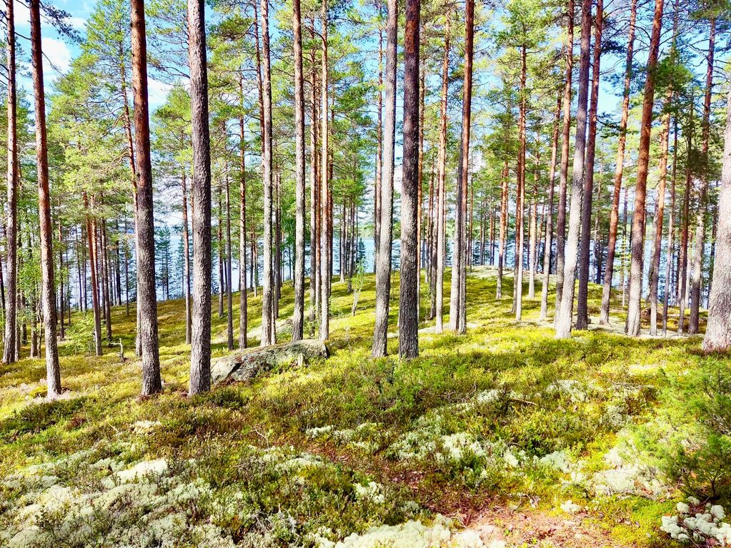 Mooie bossen Noorwegen en Zweden